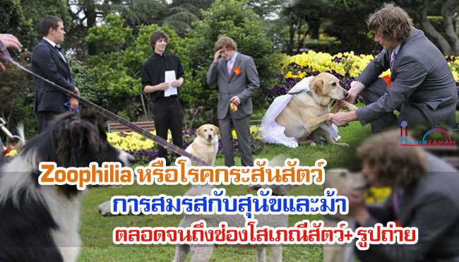 Zoophilia หรือโรคกระสันสัตว์ การสมรสกับสุนัขและม้า ตลอดจนถึงซ่องโสเภณีสัตว์+ รูปถ่าย