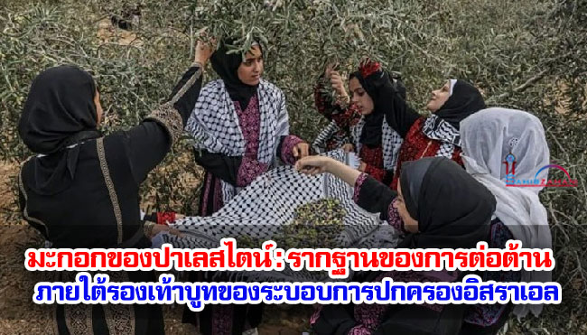 มะกอกของปาเลสไตน์ : รากฐานของการต่อต้านภายใต้รองเท้าบูทของระบอบการปกครองอิสราเอล