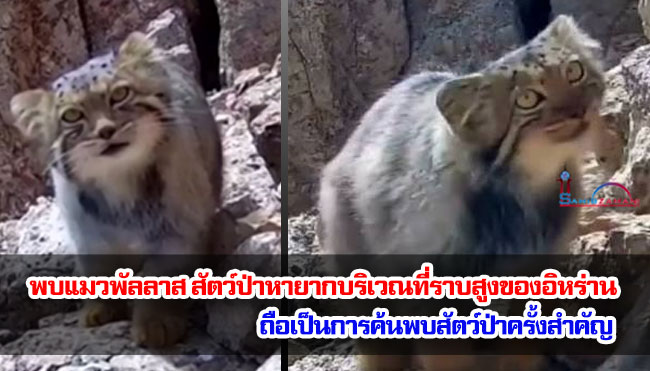 พบแมวพัลลาส สัตว์ป่าหายากบริเวณที่ราบสูงของอิหร่าน ถือเป็นการค้นพบสัตว์ป่าครั้งสำคัญ"